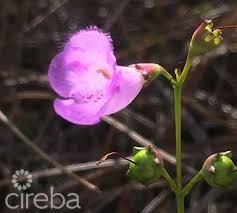 Agalinis Estates - Gated Community On Seaview Road - Duplex Lot 6