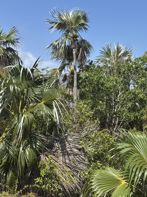 Little Cayman Lot Close To Point Of Sand