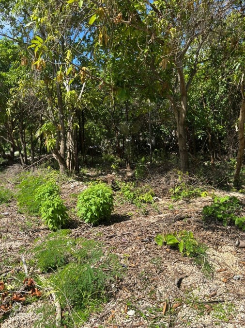 Exceptional Corner Lot In Prime Cayman Brac Location - Ready To Build