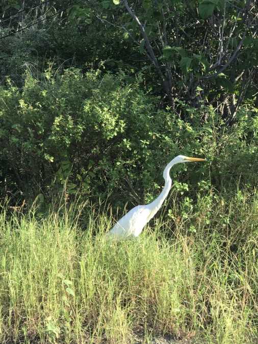 Little Cayman Lot Near Point Of Sands