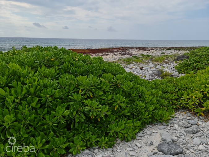 OCEANFRONT VACANT LAND