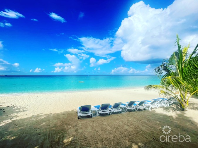 BOGGY SANDS CLUB TURTLE 2