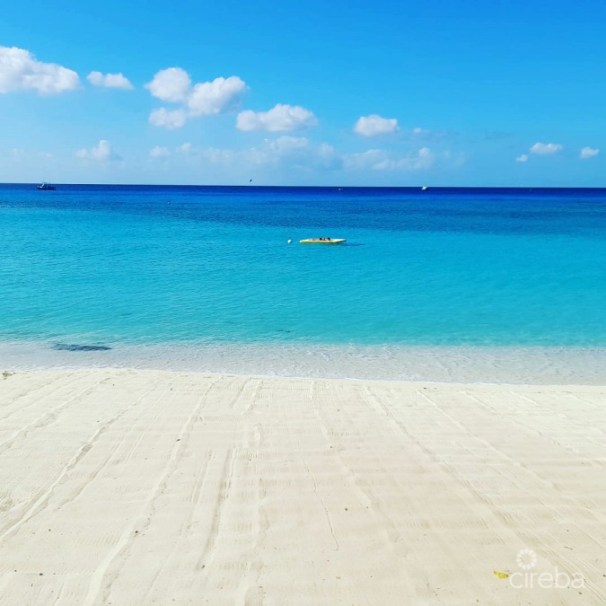 BOGGY SANDS CLUB TURTLE 2