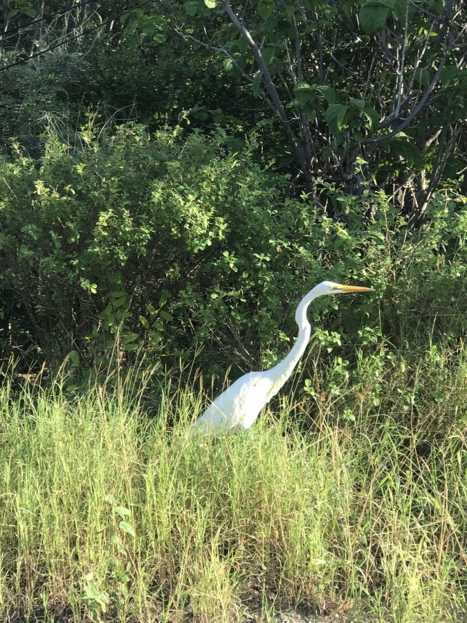 LITTLE CAYMAN LOT NEAR POINT OF SANDS