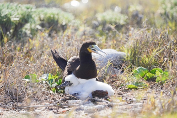 OCEANFRONT LARGE LAND PARCEL