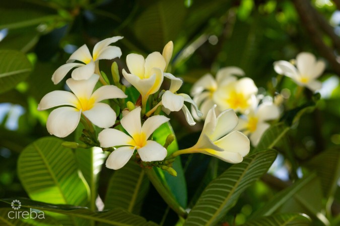 BLUFF EDGE DEVELOPMENT SITE | CAYMAN BRAC