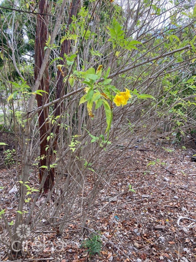 EAST END LAND 0.45 ACRES IN JOHN MCLEAN DRIVE