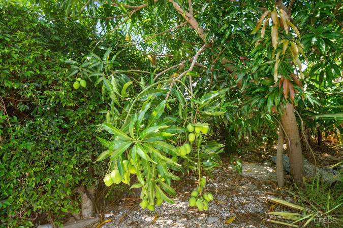 INVESTMENT PROPERTY- CENTRAL GEORGE TOWN